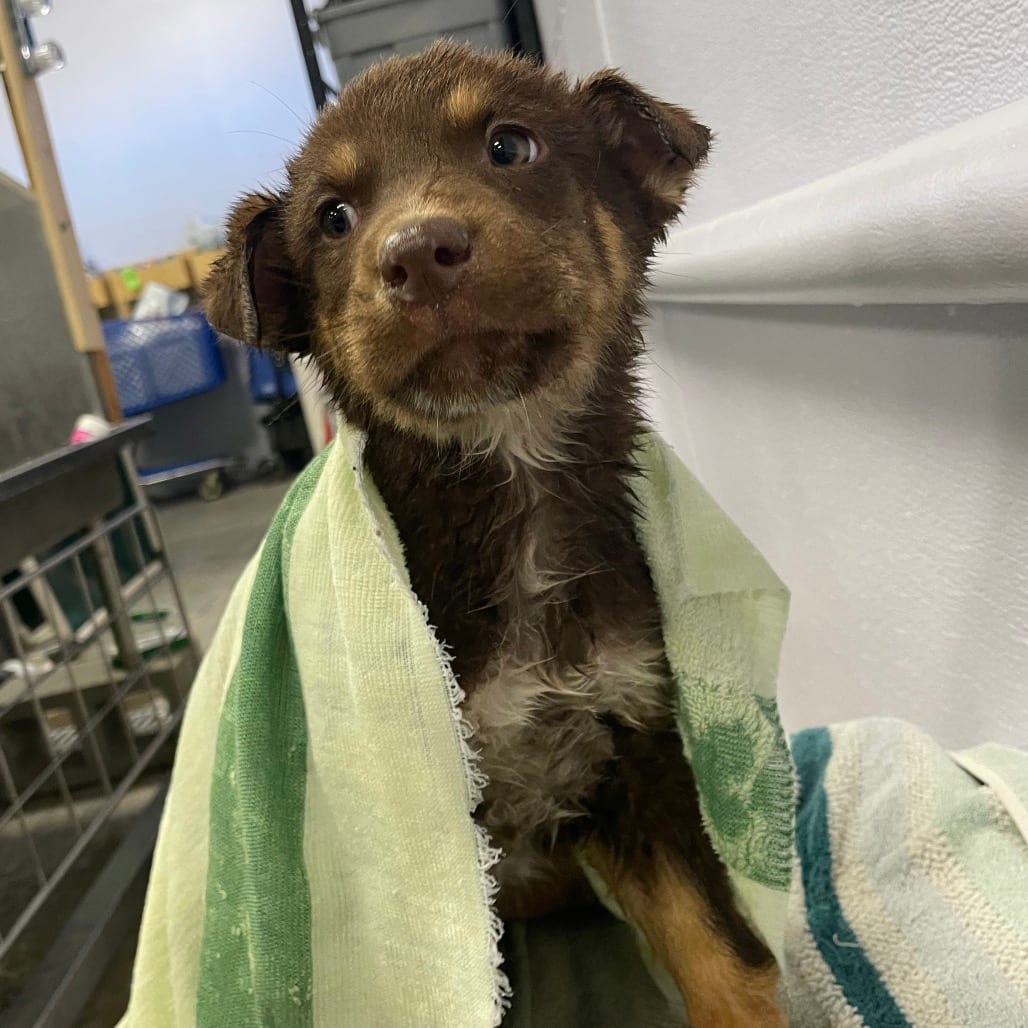 Photo of Grimm, adoptable Cattle Dog / Shepherd, Australian in Spokane, Washington