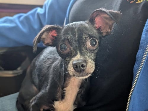 Photo of Teddy, adoptable Chihuahua in Camarillo, California