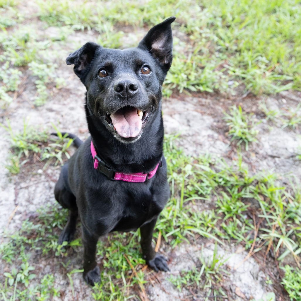Photo of Gemma, adoptable Mixed Breed (Large) in Gainesville, Florida