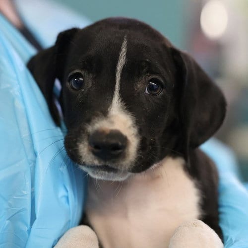 Photo of Marley, adoptable American Staffordshire Terrier in San Antonio, Texas