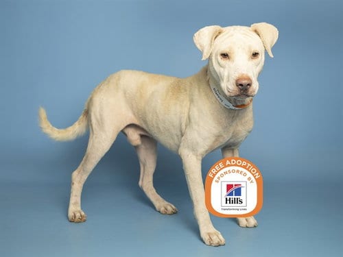 Photo of Milo, adoptable Labrador Retriever in Phoenix, Arizona