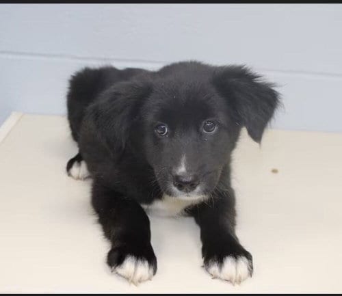 Photo of Oreo, adoptable Labrador Retriever in garner, North Carolina