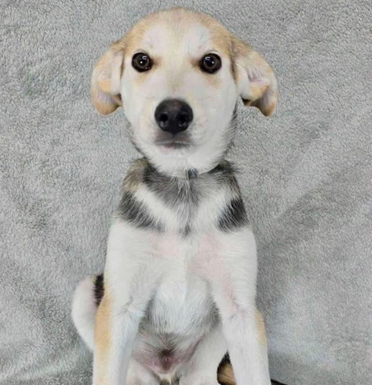 Photo of Proud, adoptable Husky Terrier (Unknown Type, Medium) in Lebanon, Connecticut