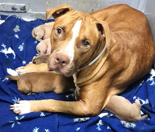 Photo of Chica, adoptable American Staffordshire Terrier in Houston, Texas