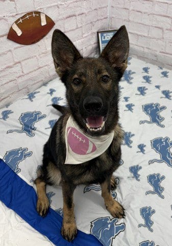 Photo of Florinda, adoptable German Shepherd Dog in Detroit, Michigan