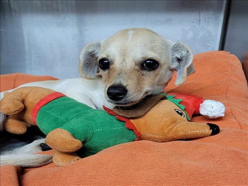 Photo of Lula, adoptable Chihuahua in Los Angeles, California