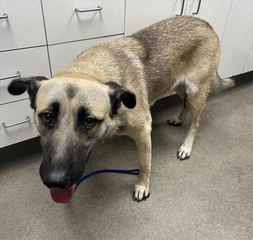 Photo of Charlie, adoptable Anatolian Shepherd in HESPERIA, California