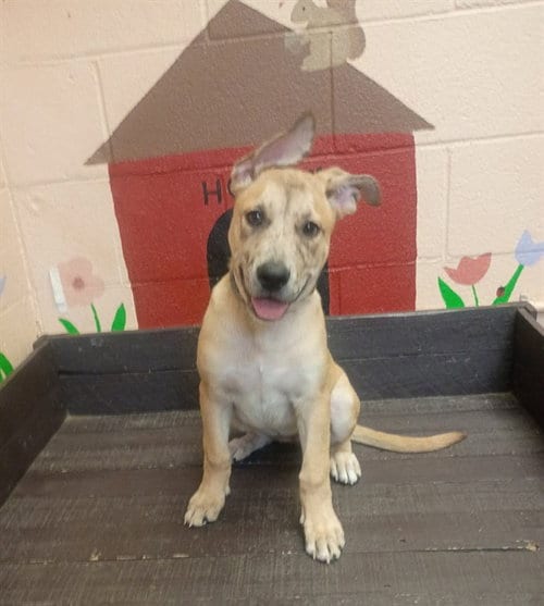 Photo of Blondie, adoptable German Shepherd Dog in Castaic, California