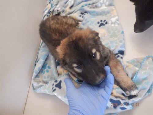 Photo of Patch, adoptable German Shepherd Dog in Oroville, California