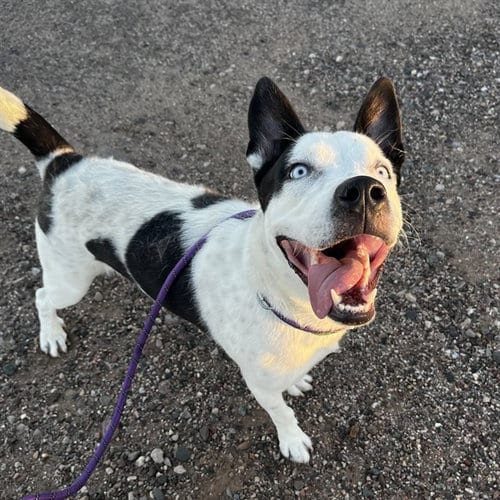 Photo of Blue, adoptable American Pit Bull Terrier in Phoenix, Arizona