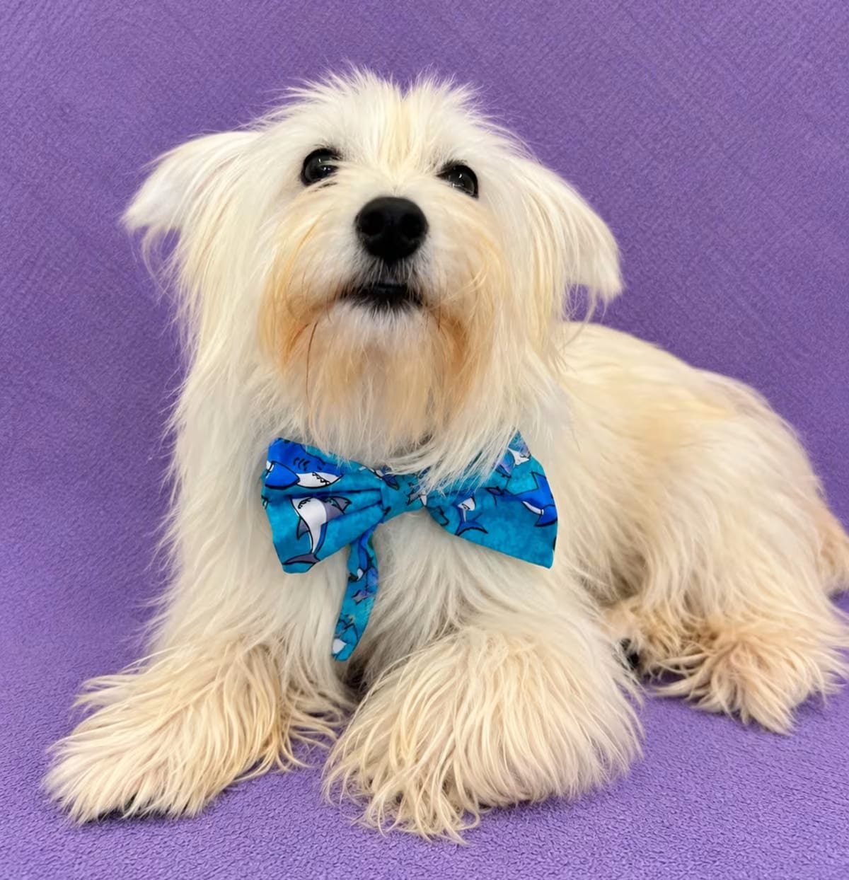 Photo of Milo, adoptable Maltese/Papillon in Lodi, California