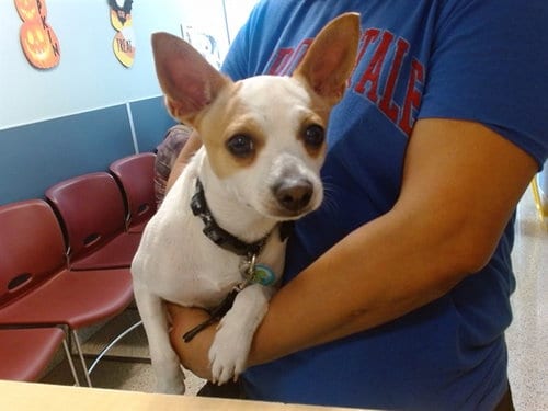 Photo of Coco, adoptable Chihuahua in Miami, Florida