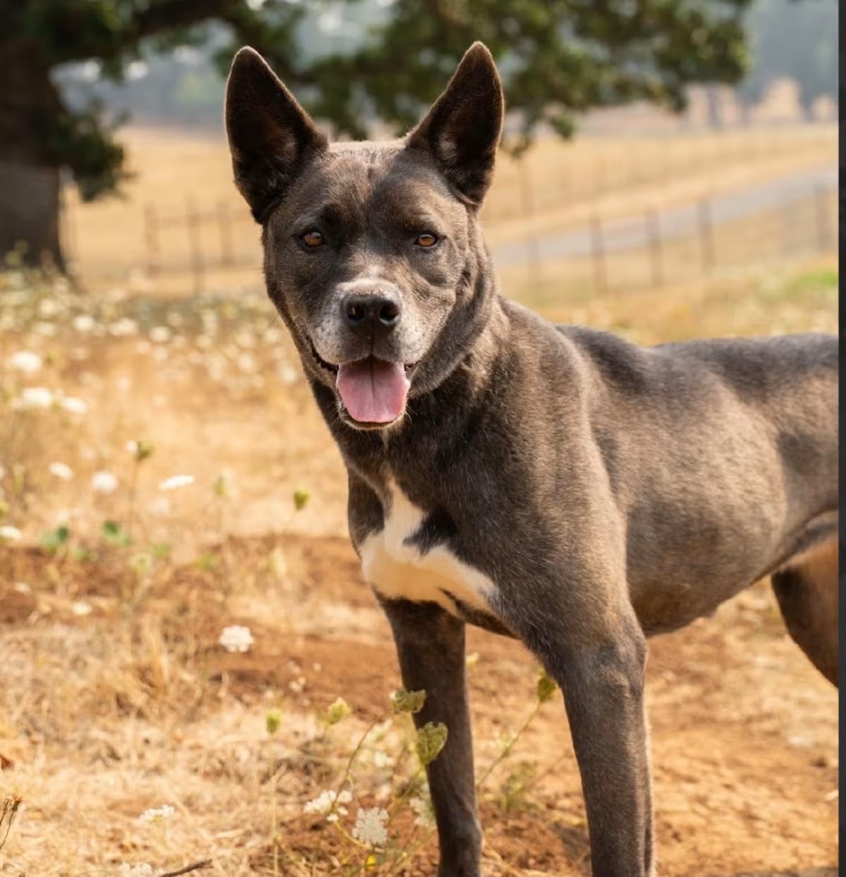 Photo of Shelly, adoptable Akita/American Pit Bull Terrier in Salem, Oregon