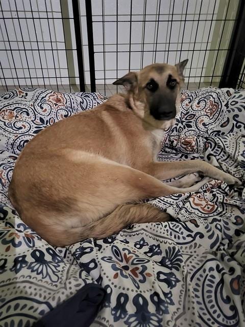 Photo of Lassie, adoptable German Shepherd Dog in Bakersfield, California