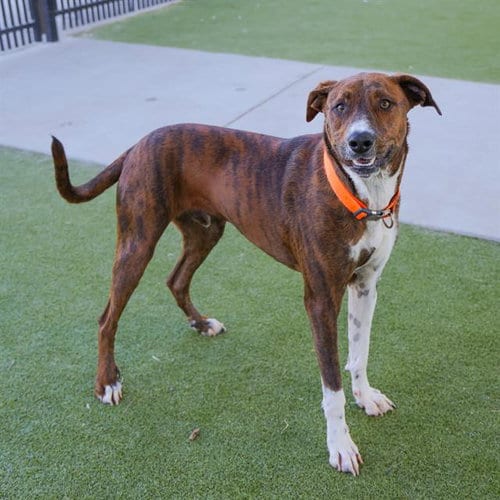 Photo of Charlie, adoptable Plott Hound in Waco, Texas