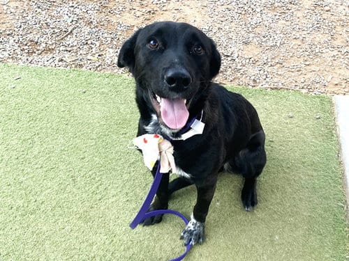 Photo of Labby, adoptable Labrador Retriever in Phoenix, Arizona