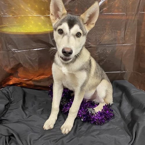 Photo of A615184, adoptable Siberian Husky in Modesto, California