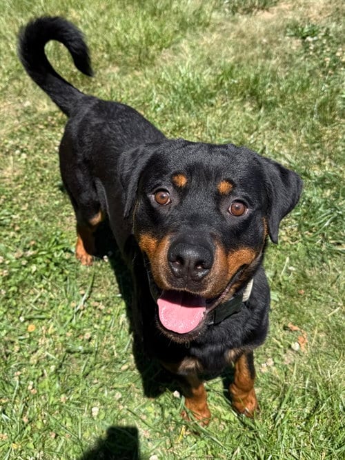Photo of Einstein, adoptable Rottweiler in Mooresville, North Carolina