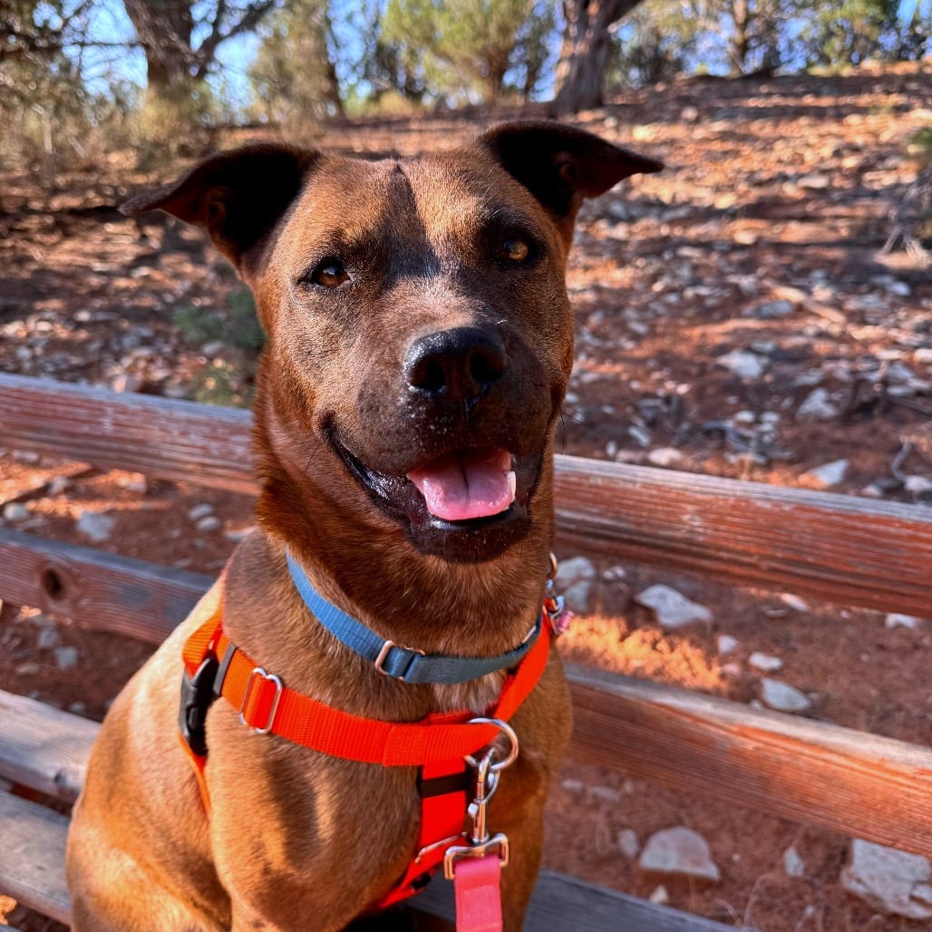 Photo of Wren, adoptable Retriever / Mixed Breed (Medium) in Kanab, Utah