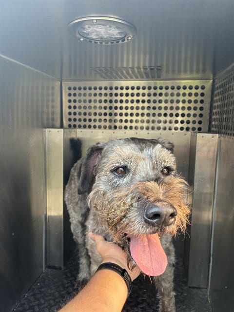 Photo of Walter, adoptable Schnauzer in Lee's Summit, Missouri