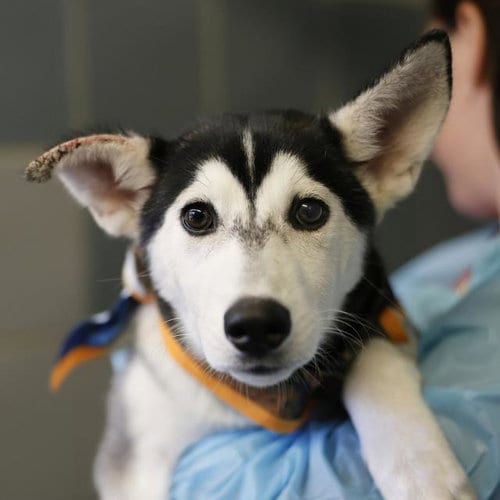 Photo of Tilly, adoptable Husky in San Antonio, Texas