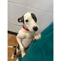 Photo of Winifred, adoptable American Pit Bull Terrier in Baton Rouge, Louisiana