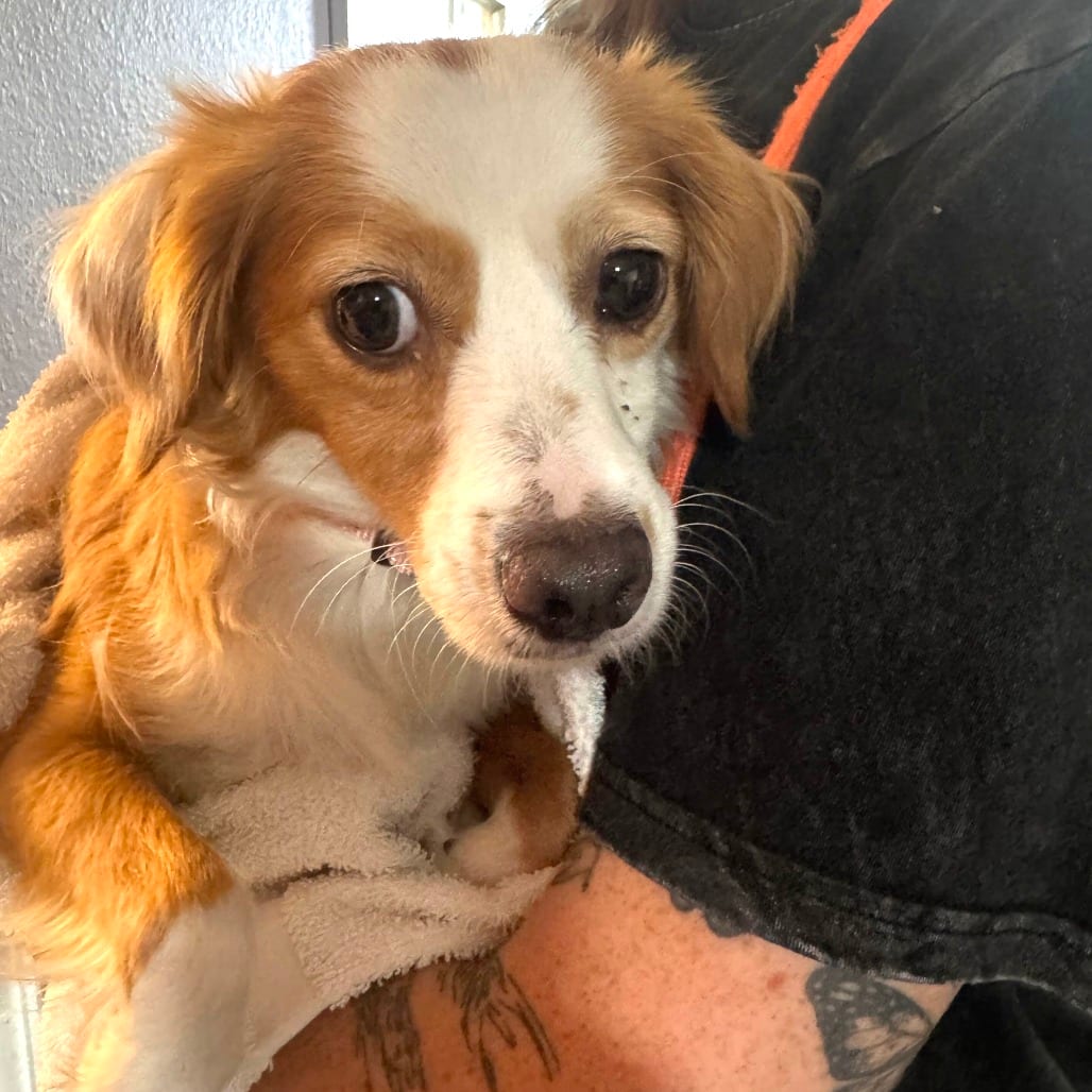 Photo of Jyn, adoptable Mixed Breed (Small) in San Francisco, California