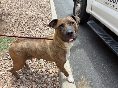 Photo of Briley, adoptable American Pit Bull Terrier in Mesa, Arizona