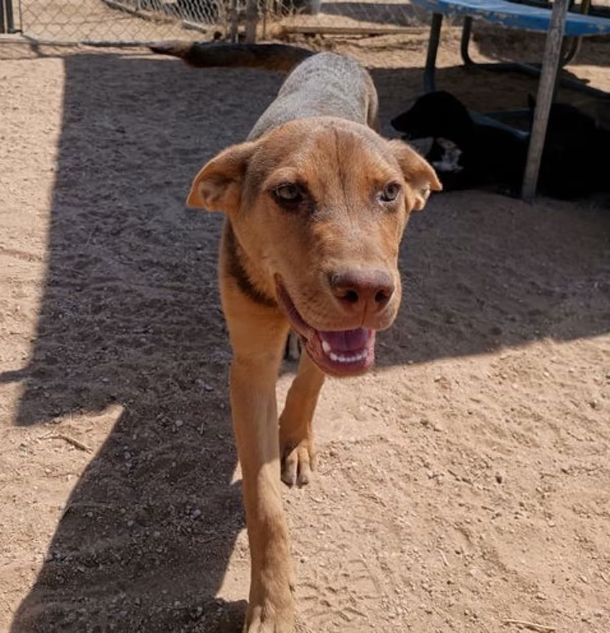 Photo of Skywalker, adoptable Australian Kelpie/Shepherd (Unknown Type) in Apple Valley, California