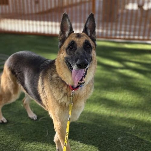 Photo of Oso, adoptable German Shepherd Dog in Las Vegas, Nevada