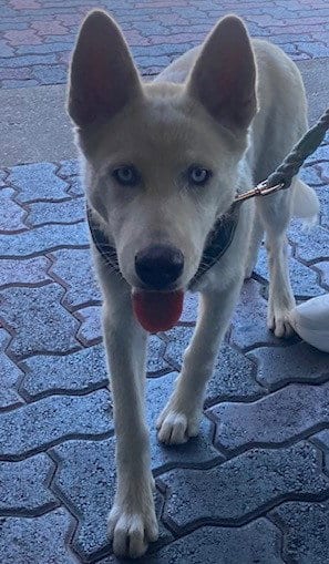 Photo of Toasted Marshmellow, adoptable Husky in Rancho Cucamonga, California