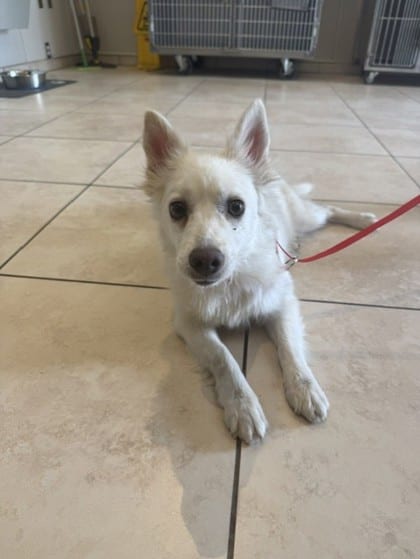 Photo of Brie, adoptable Chihuahua, Long Coat/Mix