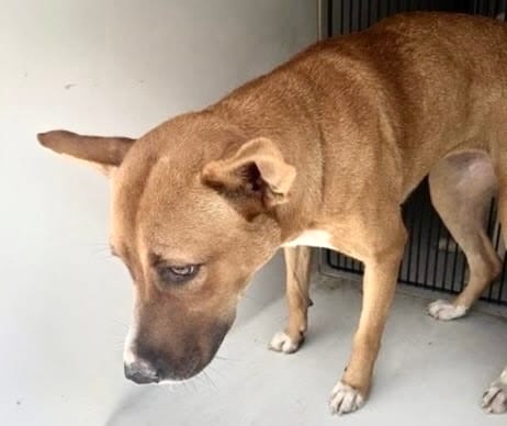 Photo of Senior Carolina Dog mix, adoptable Carolina Dog mix in Houston, Texas