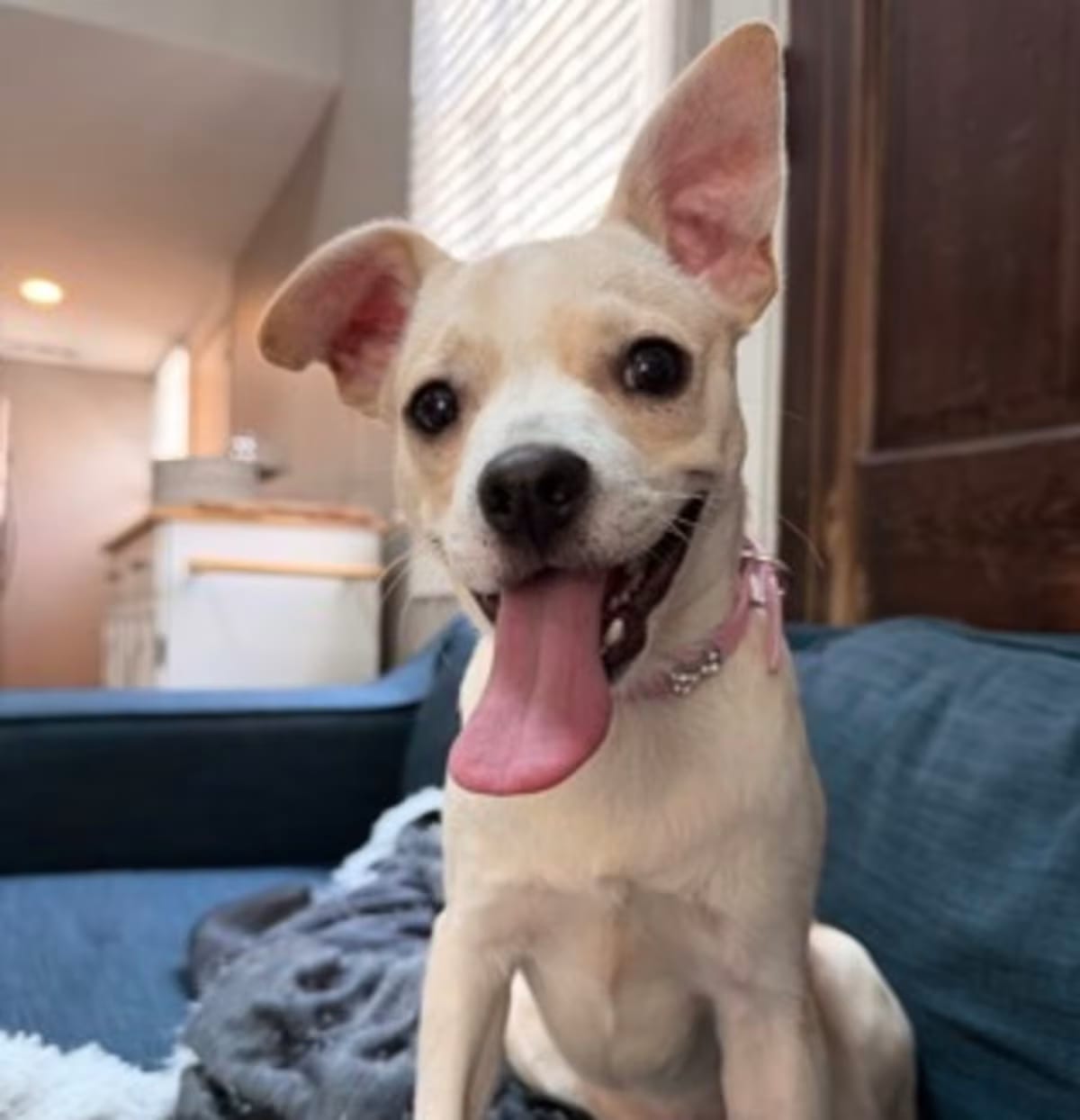Photo of Mr. Penelope, adoptable Terrier (Unknown Type, Medium) in New Orleans, Louisiana