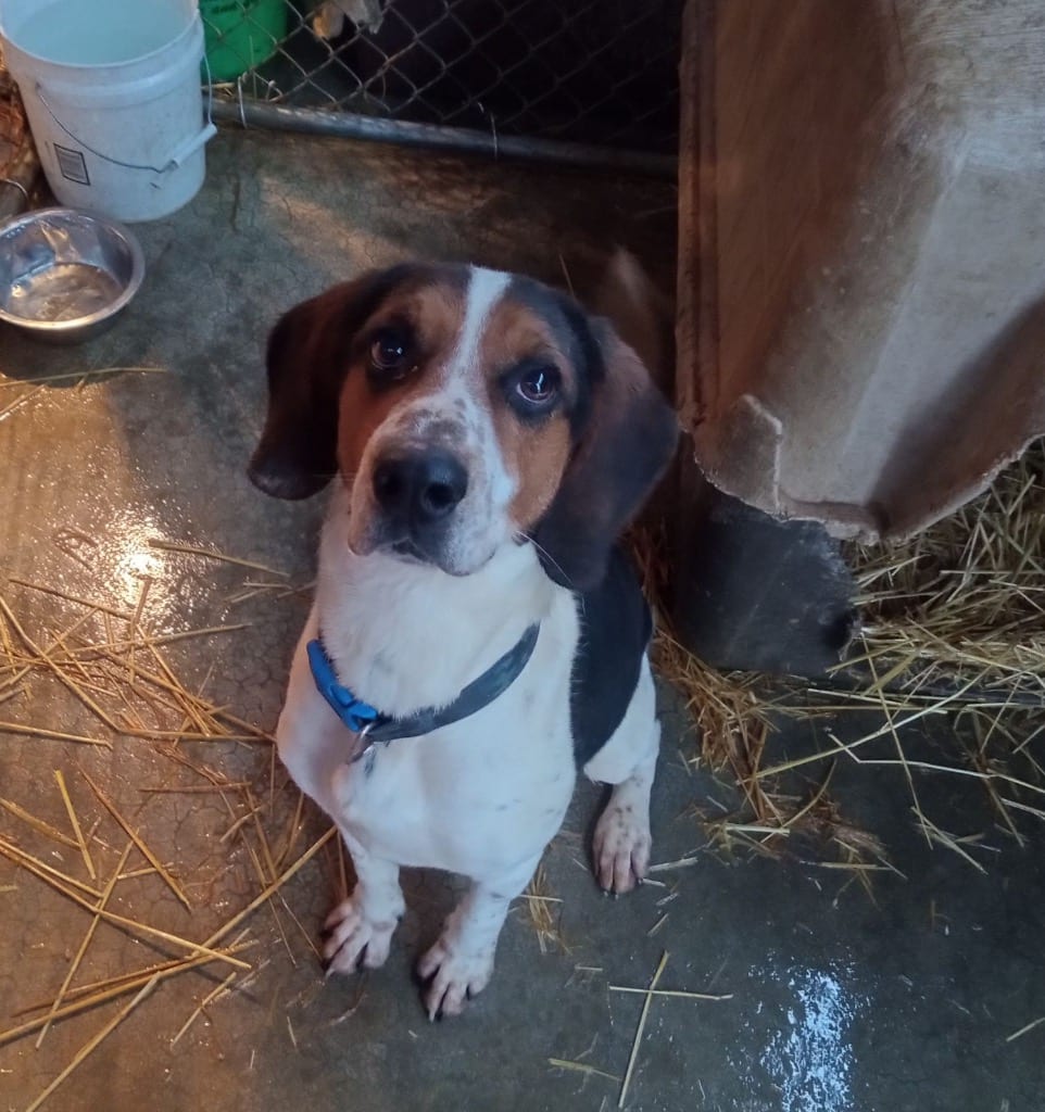 Photo of Allen, adoptable Mixed Breed in Brazil, Indiana