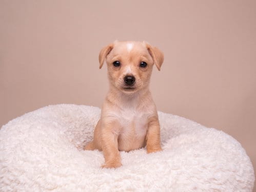Photo of Discount: TJ Maxx, adoptable Chihuahua in Romoland, California