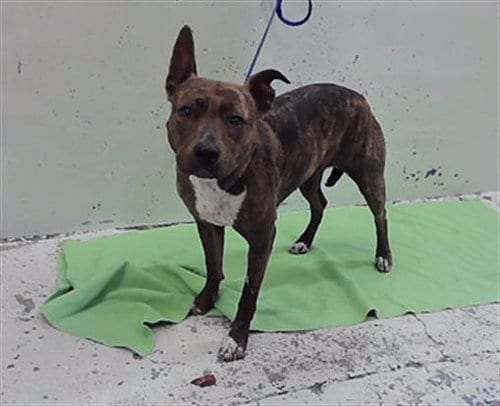 Photo of A2099599, adoptable Staffordshire Bull Terrier in Houston, Texas