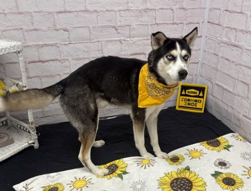 Photo of Jefferson, adoptable Husky in Detroit, Michigan