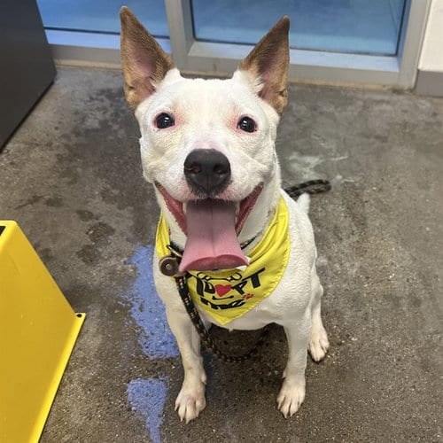 Photo of Ginny, adoptable American Pit Bull Terrier in Mesa, Arizona