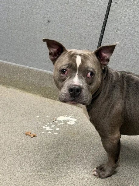 Photo of Google, adoptable Bulldog in Las Vegas, Nevada