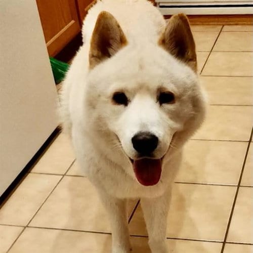 Photo of Spirit Halloween, adoptable Akita in Las Vegas, Nevada