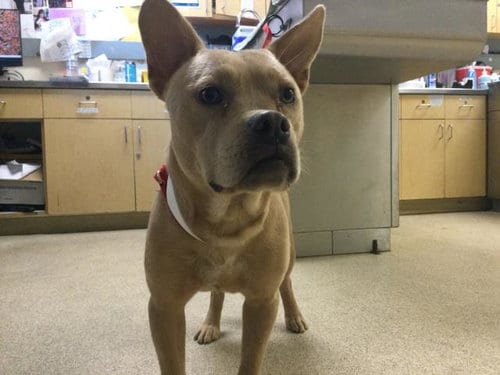 Photo of Jezzabelle, adoptable Pit Bull Terrier in Riverside, California
