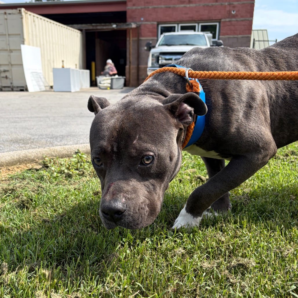 Photo of Figaro, adoptable Mixed Breed (Medium) in Chattanooga, Tennessee