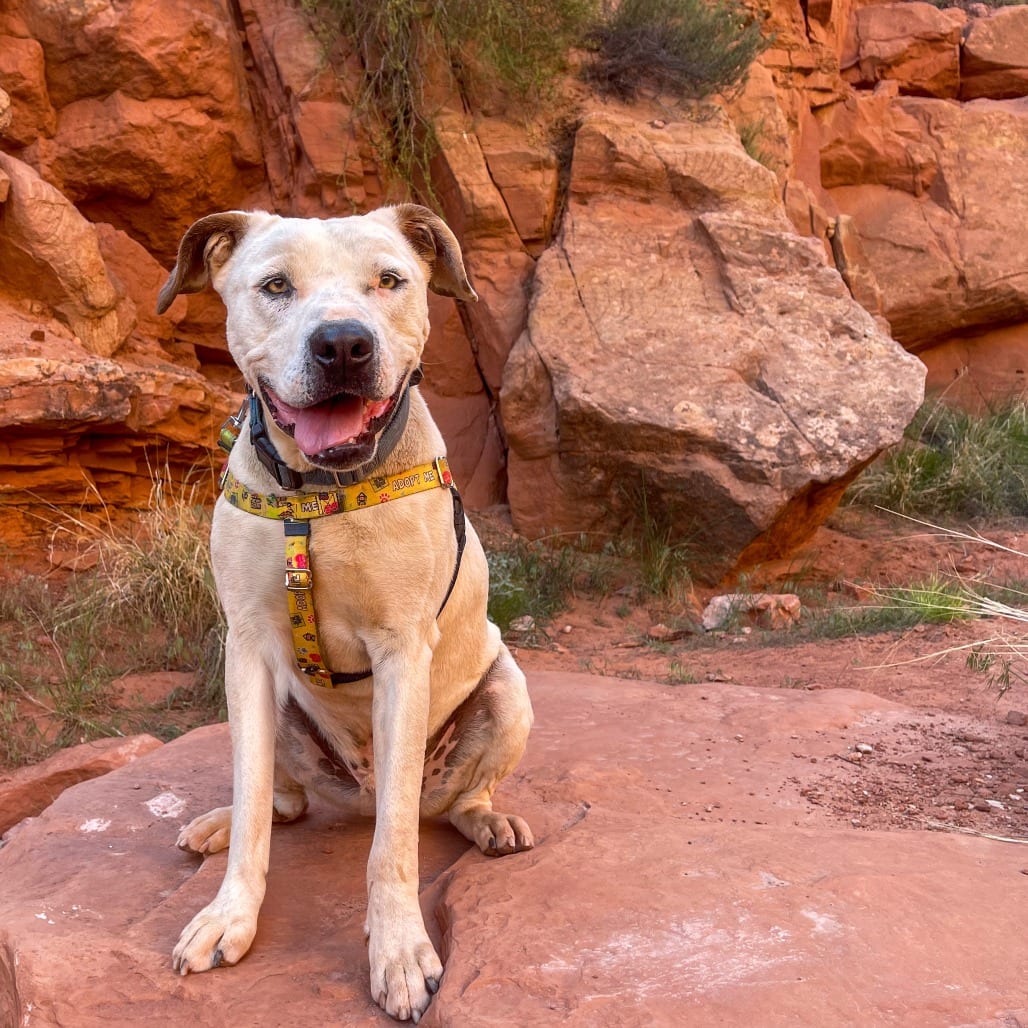 Photo of Mike, adoptable Terrier, American Staffordshire / Mix in Kanab, Utah