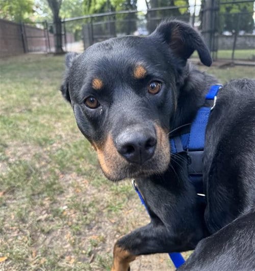 Photo of Rylie, adoptable Rottweiler in Boston, Massachusetts