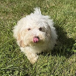 Photo of Knox, adoptable Havanese in Yorkville, Illinois