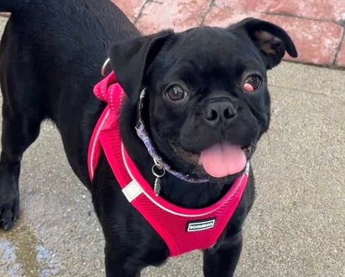 Photo of Gianna, adoptable Pug in San Diego, California