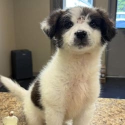 Photo of Hattie, adoptable Mixed Breed (Medium) in Frederick, Maryland