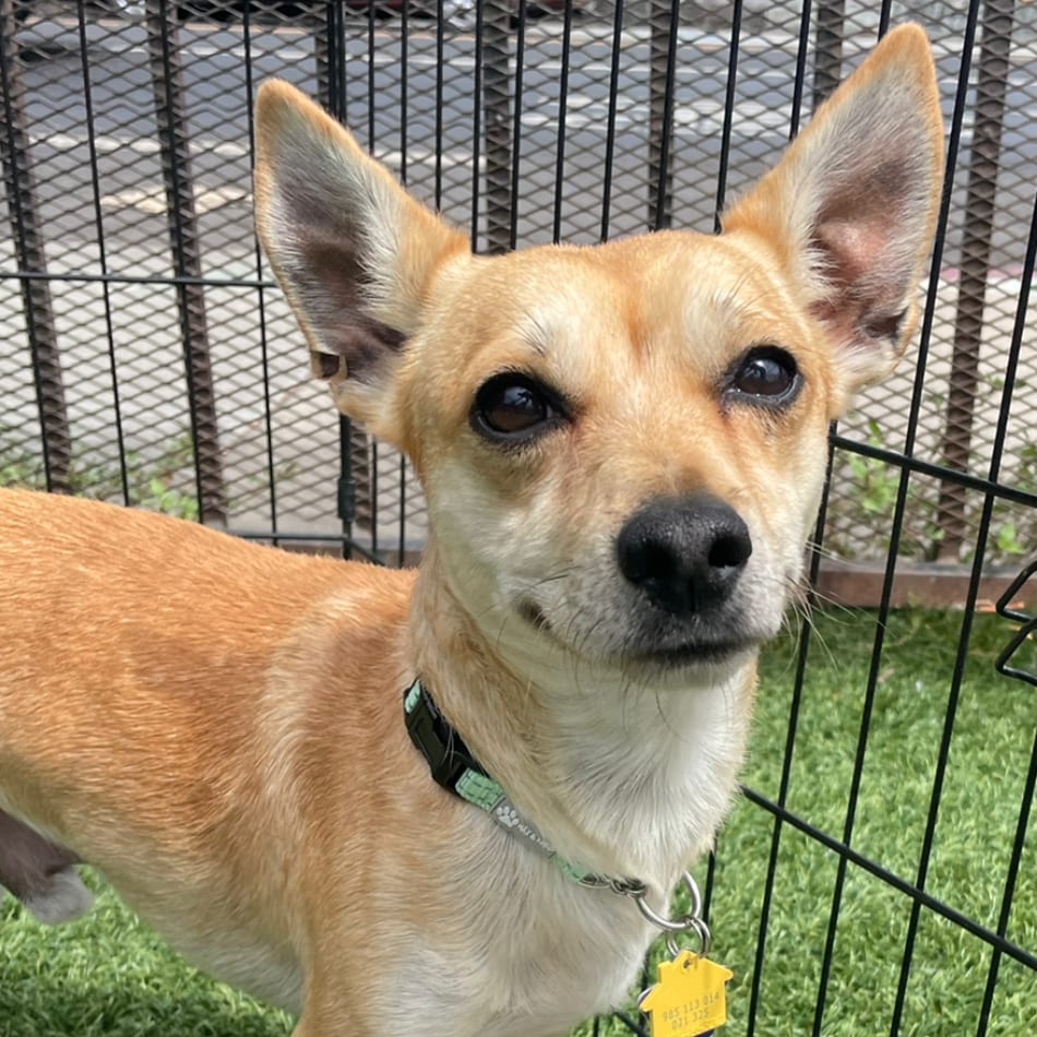 Photo of Cutie Pie, adoptable Chihuahua / Mixed Breed (Small) in San Francisco, California