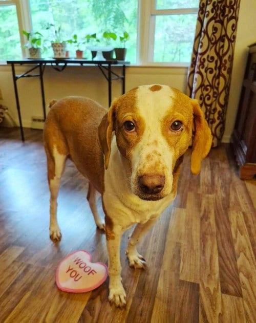 Photo of Emerson-great family dog, adoptable Hound in Rootstown, Ohio